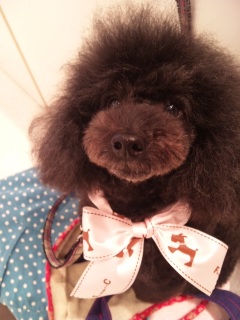 �g���~���O