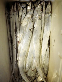 �ǂ�����́H