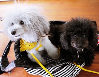 ���z������