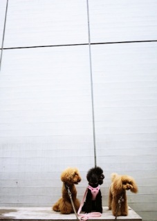 �ߏ��̂��F�B