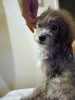 �h���C���[