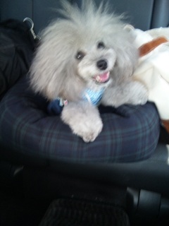 �ҁ[����